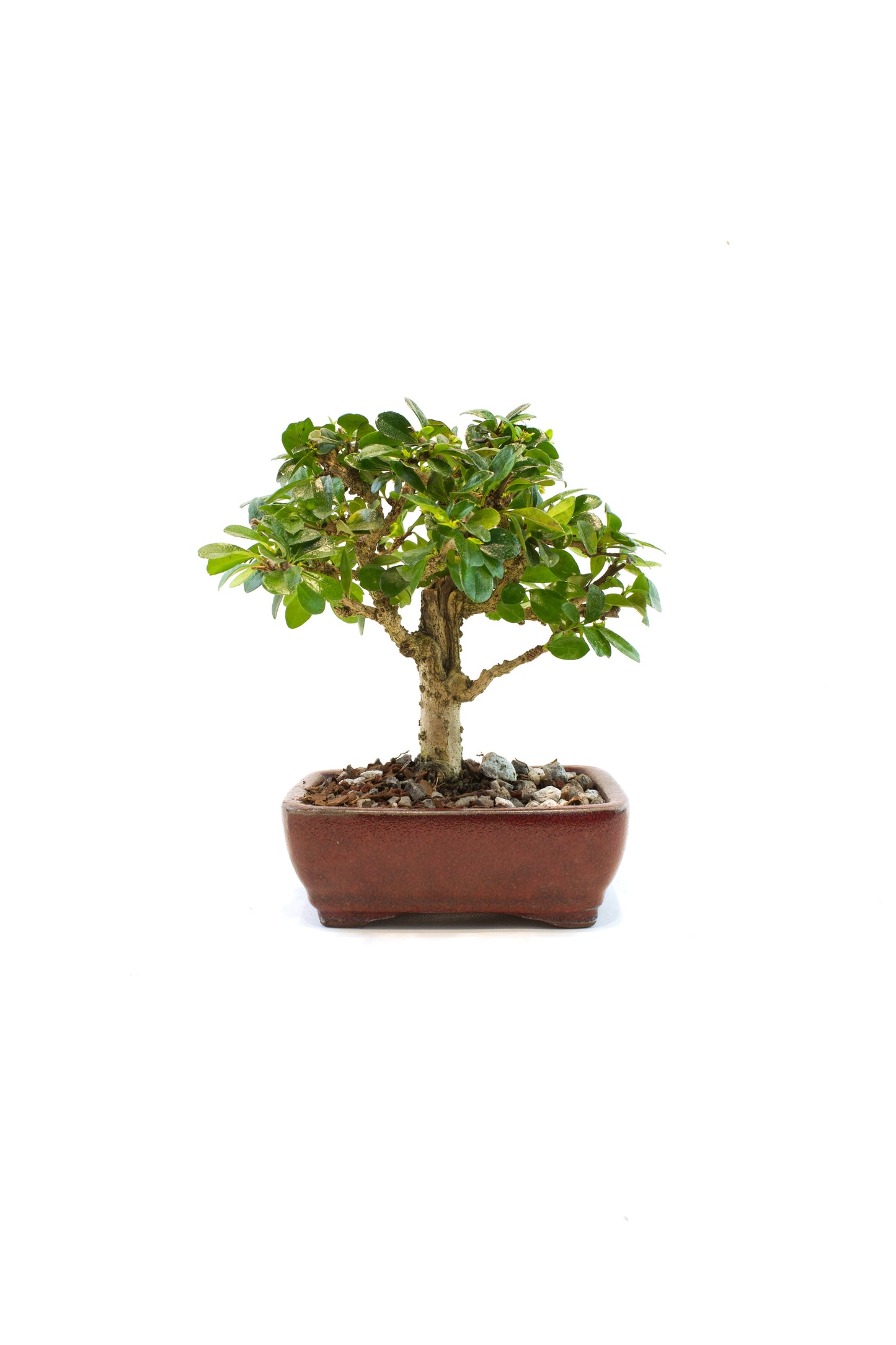 Fukien Tea Bonsai Ceramic 6" Pot - One of a Kind Bonsai