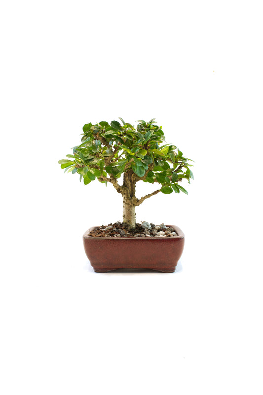Fukien Tea Bonsai Ceramic 6" Pot - One of a Kind Bonsai