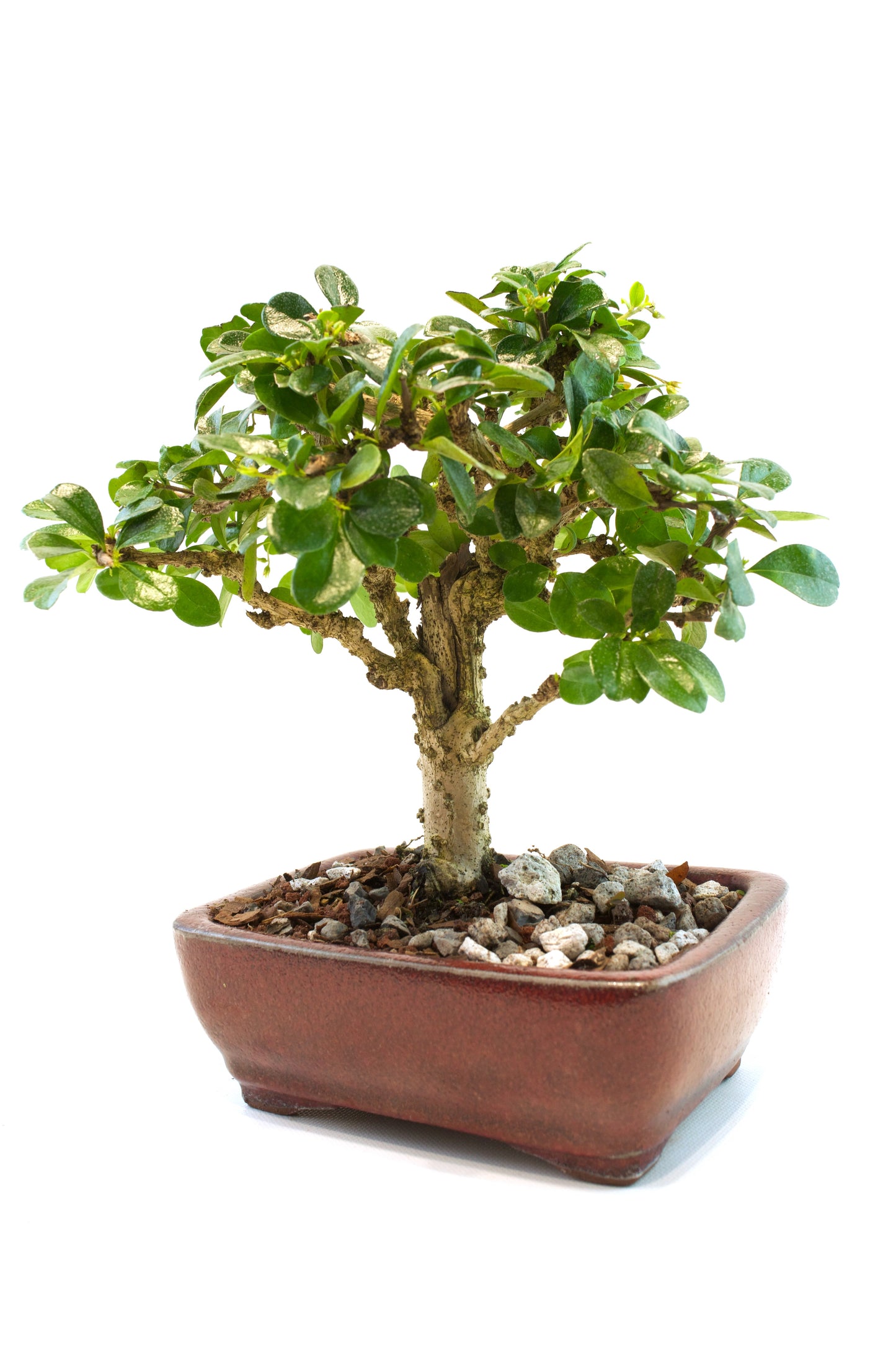 Fukien Tea Bonsai Ceramic 6" Pot - One of a Kind Bonsai