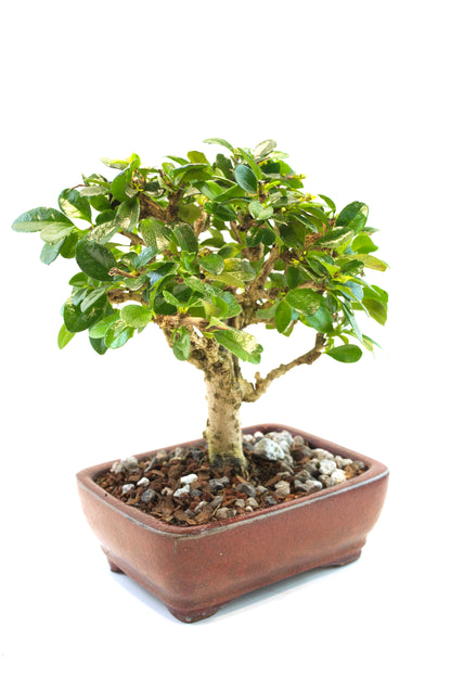 Fukien Tea Bonsai Ceramic 6" Pot - One of a Kind Bonsai