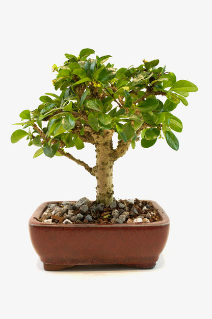 Fukien Tea Bonsai Ceramic 6" Pot - One of a Kind Bonsai