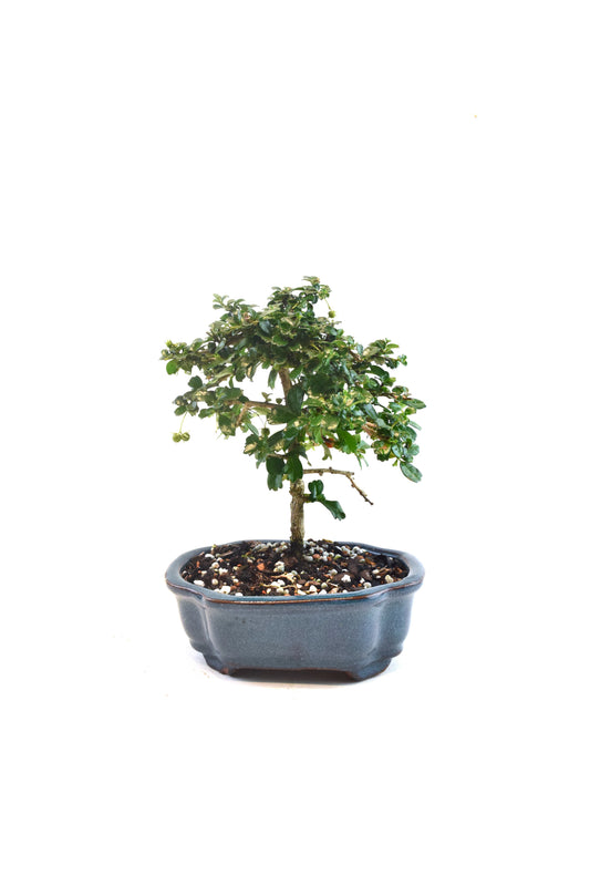 Fukien Tea Bonsai Ceramic 6" Pot - One of a Kind Bonsai