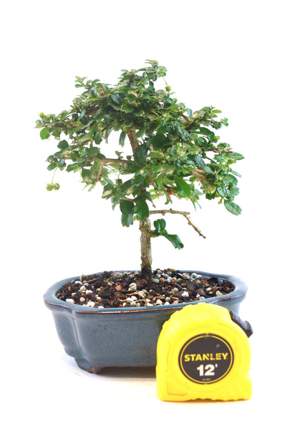 Fukien Tea Bonsai Ceramic 6" Pot - One of a Kind Bonsai