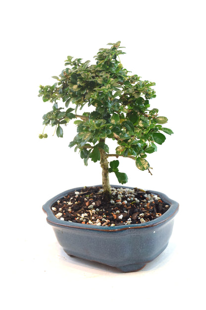 Fukien Tea Bonsai Ceramic 6" Pot - One of a Kind Bonsai