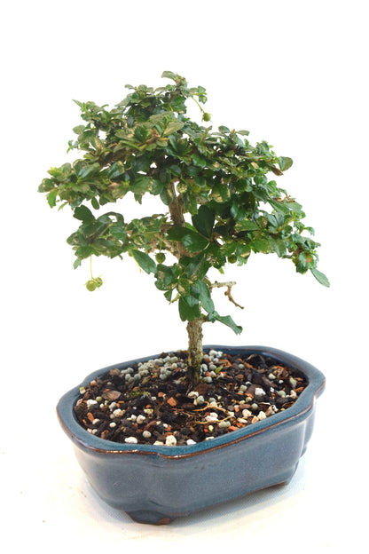 Fukien Tea Bonsai Ceramic 6" Pot - One of a Kind Bonsai
