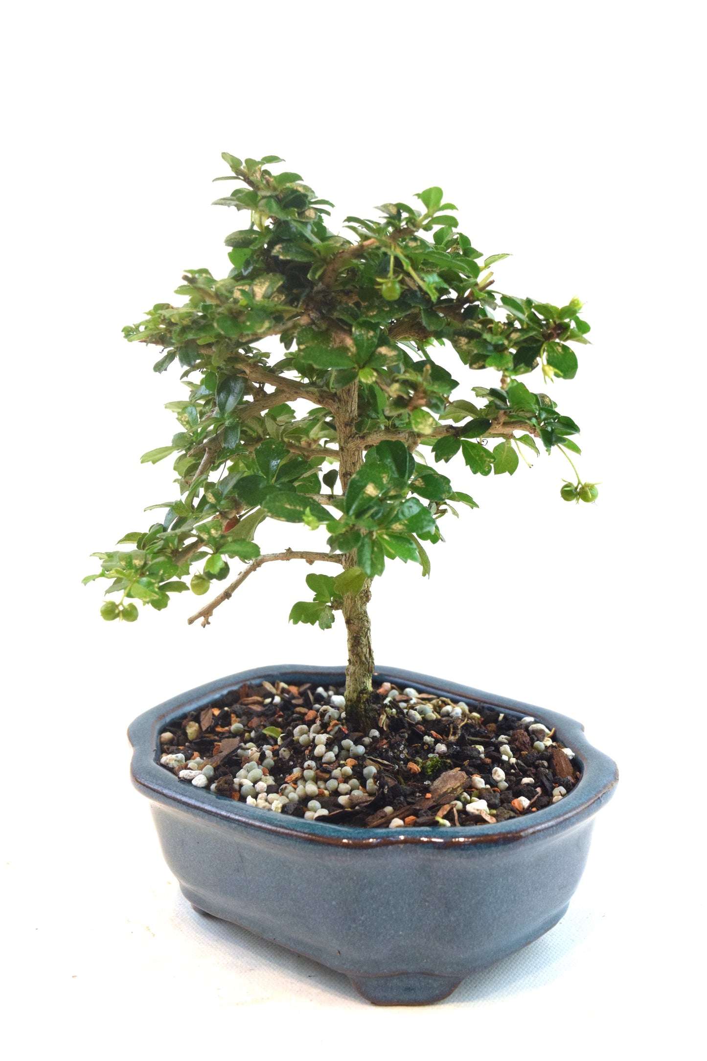 Fukien Tea Bonsai Ceramic 6" Pot - One of a Kind Bonsai