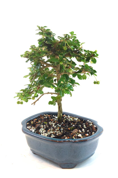 Fukien Tea Bonsai Ceramic 6" Pot - One of a Kind Bonsai