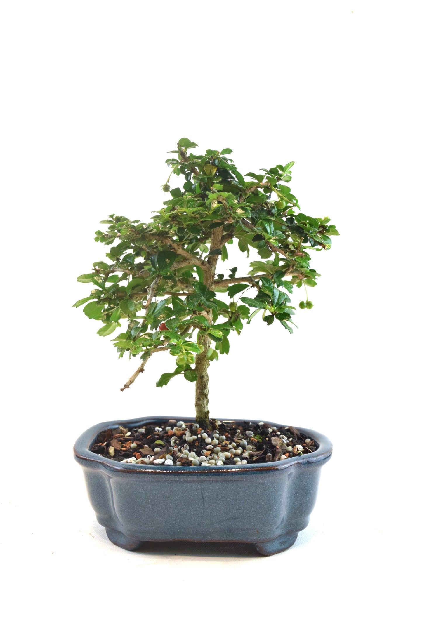 Fukien Tea Bonsai Ceramic 6" Pot - One of a Kind Bonsai