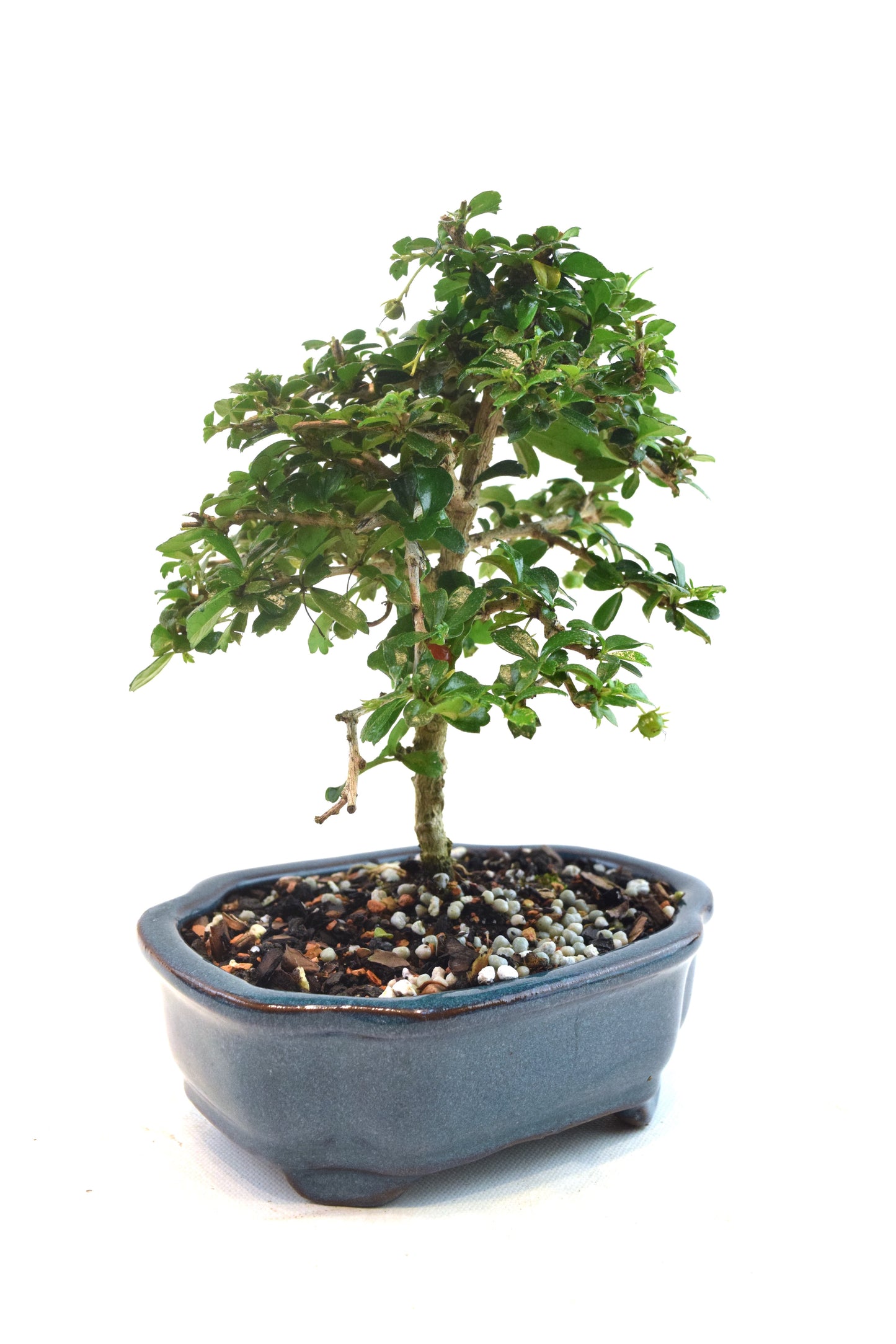 Fukien Tea Bonsai Ceramic 6" Pot - One of a Kind Bonsai