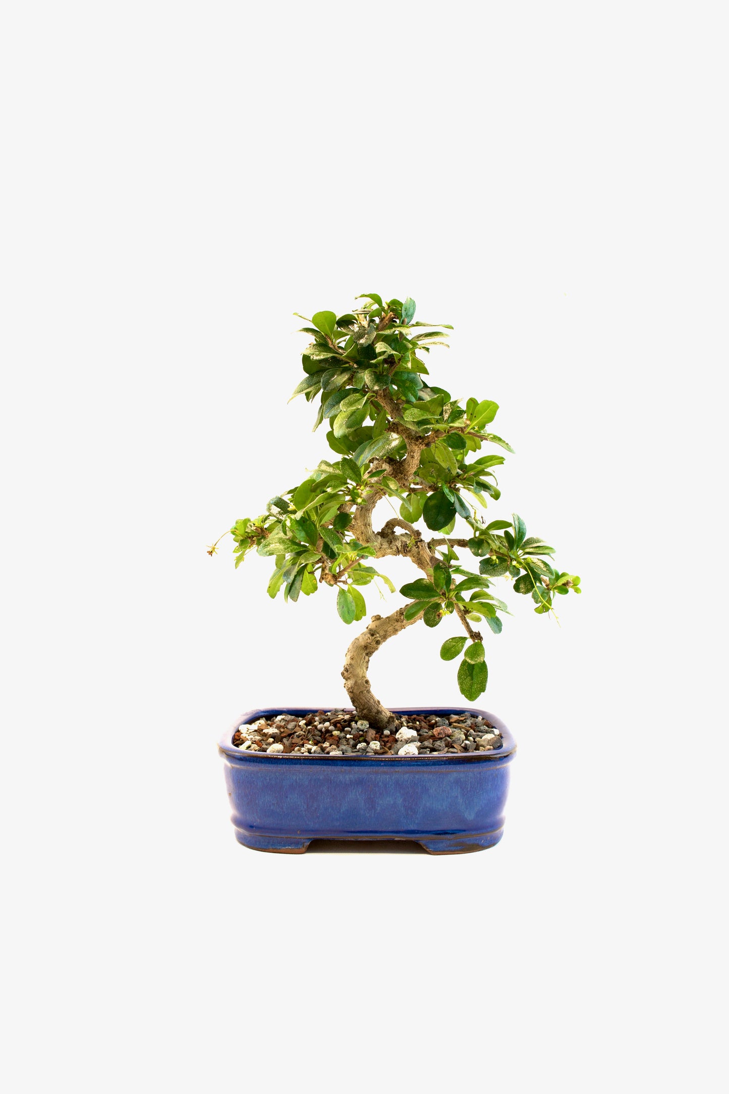 Fukien Tea Bonsai Ceramic 7.5" Pot - One of a Kind Bonsai