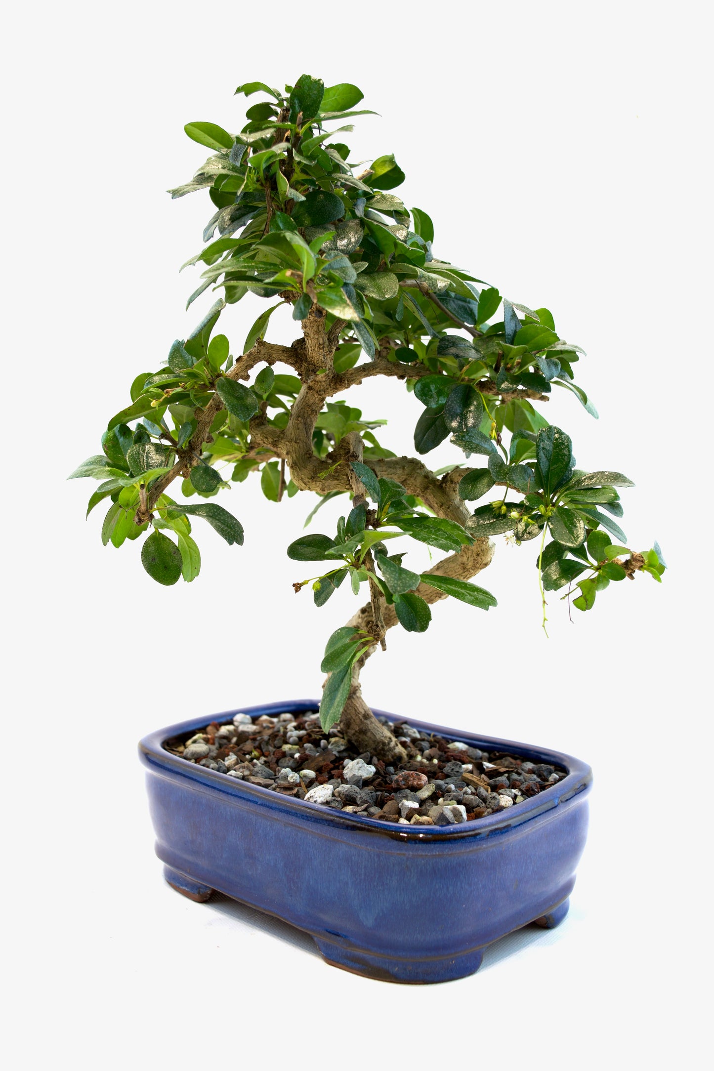 Fukien Tea Bonsai Ceramic 7.5" Pot - One of a Kind Bonsai