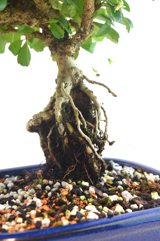 Fukien Tea Bonsai Ceramic 7.5" Pot - One of a Kind Bonsai