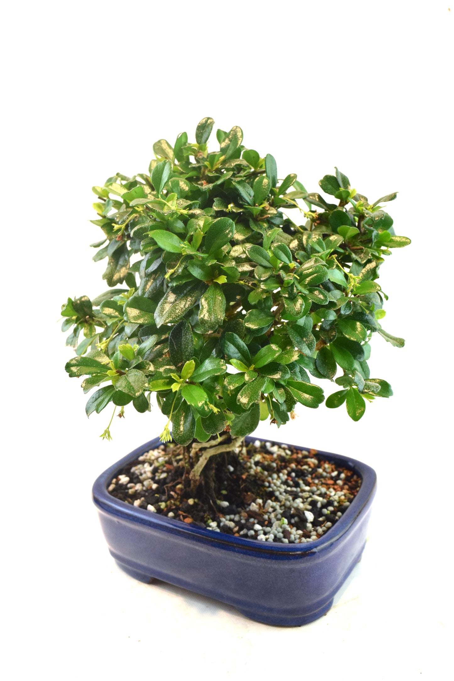 Fukien Tea Bonsai Ceramic 7.5" Pot - One of a Kind Bonsai