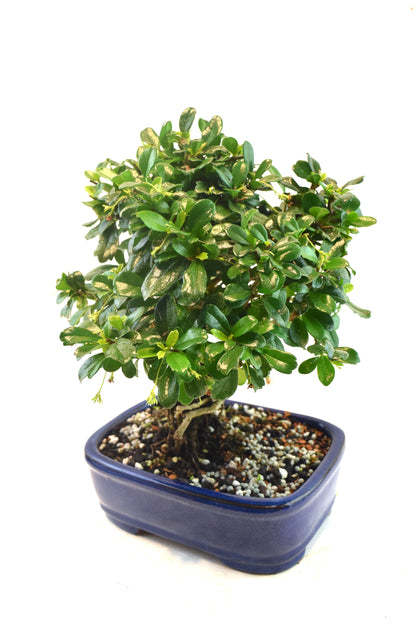 Fukien Tea Bonsai Ceramic 7.5" Pot - One of a Kind Bonsai