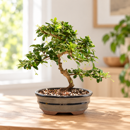 Fukien Tea Bonsai Ceramic 7" Pot - One of a Kind Bonsai