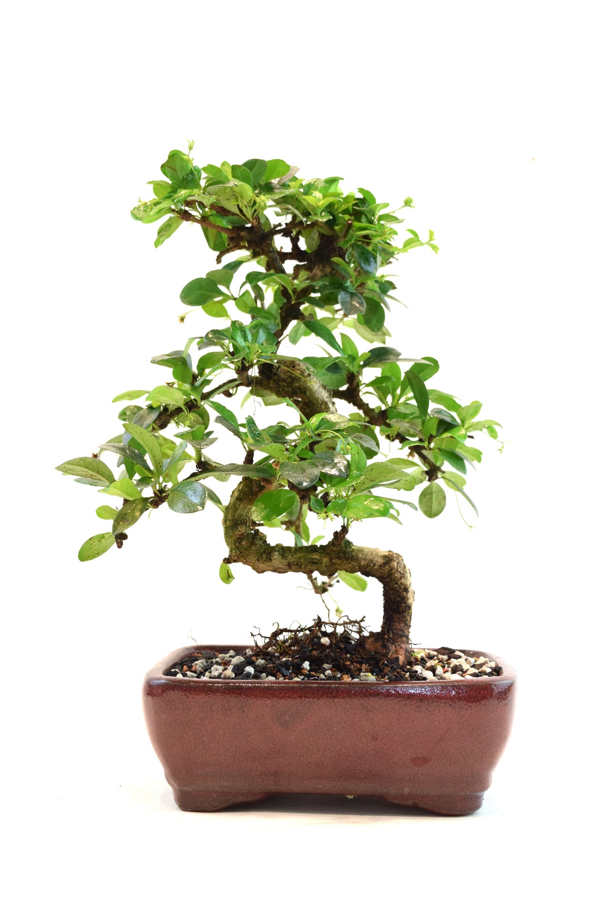 Fukien Tea Bonsai Ceramic 7" Pot - One of a Kind Bonsai