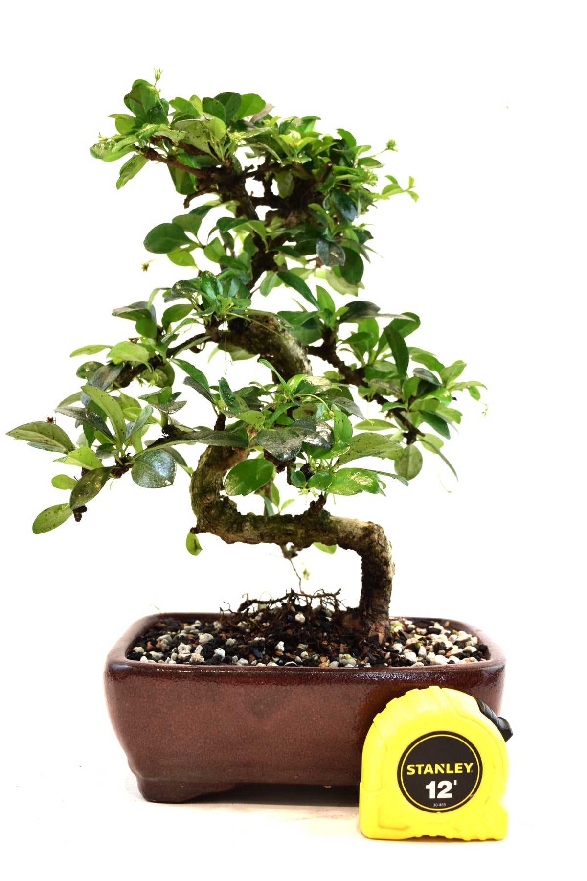 Fukien Tea Bonsai Ceramic 7" Pot - One of a Kind Bonsai