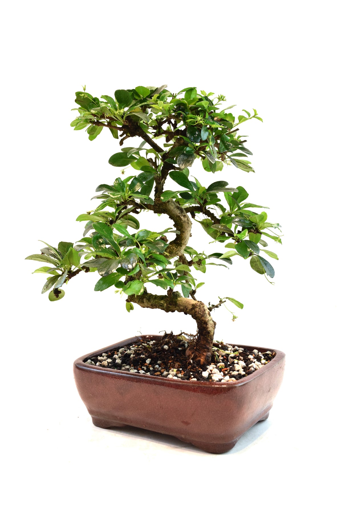 Fukien Tea Bonsai Ceramic 7" Pot - One of a Kind Bonsai