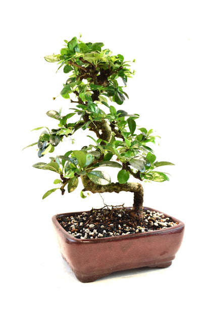 Fukien Tea Bonsai Ceramic 7" Pot - One of a Kind Bonsai