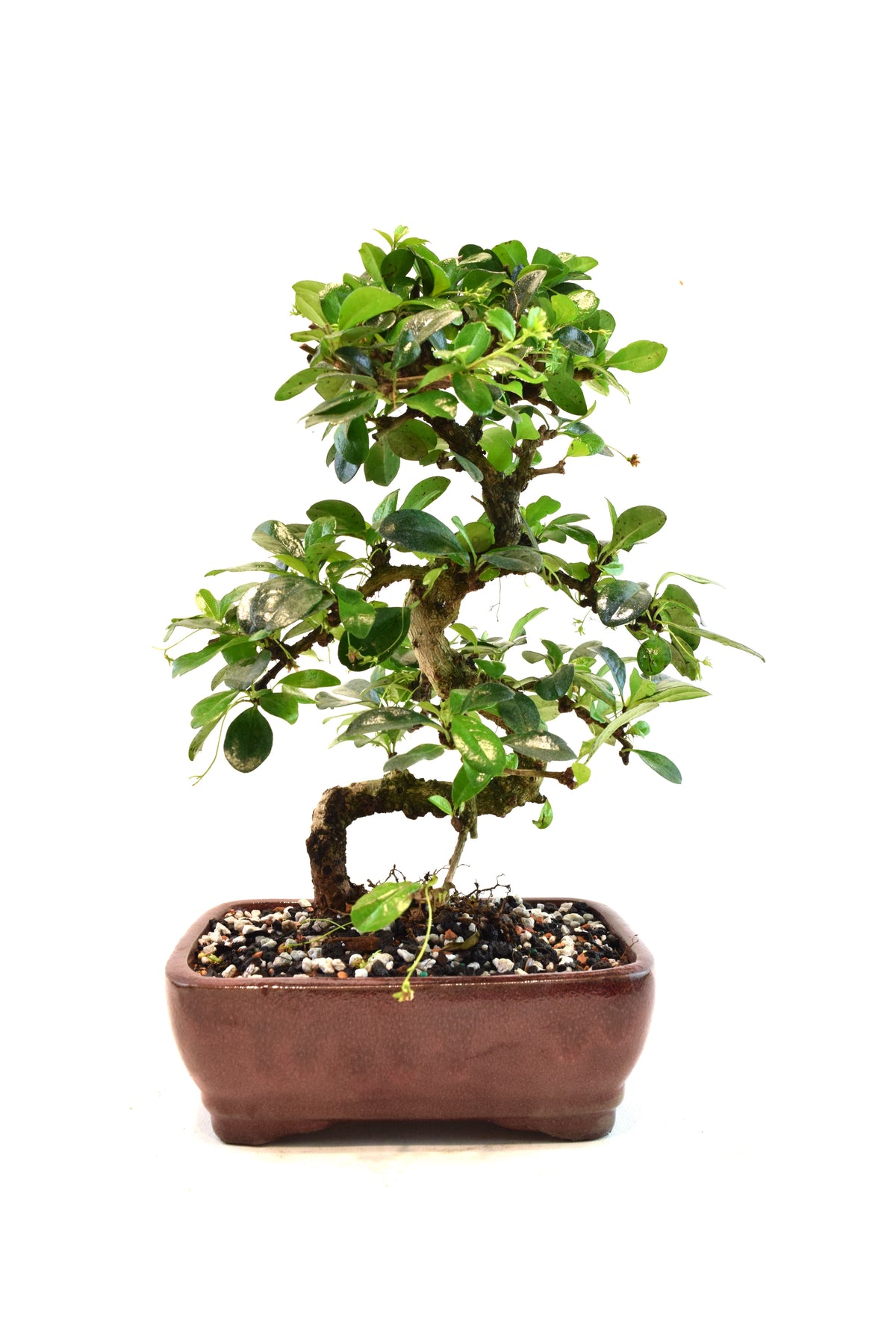Fukien Tea Bonsai Ceramic 7" Pot - One of a Kind Bonsai