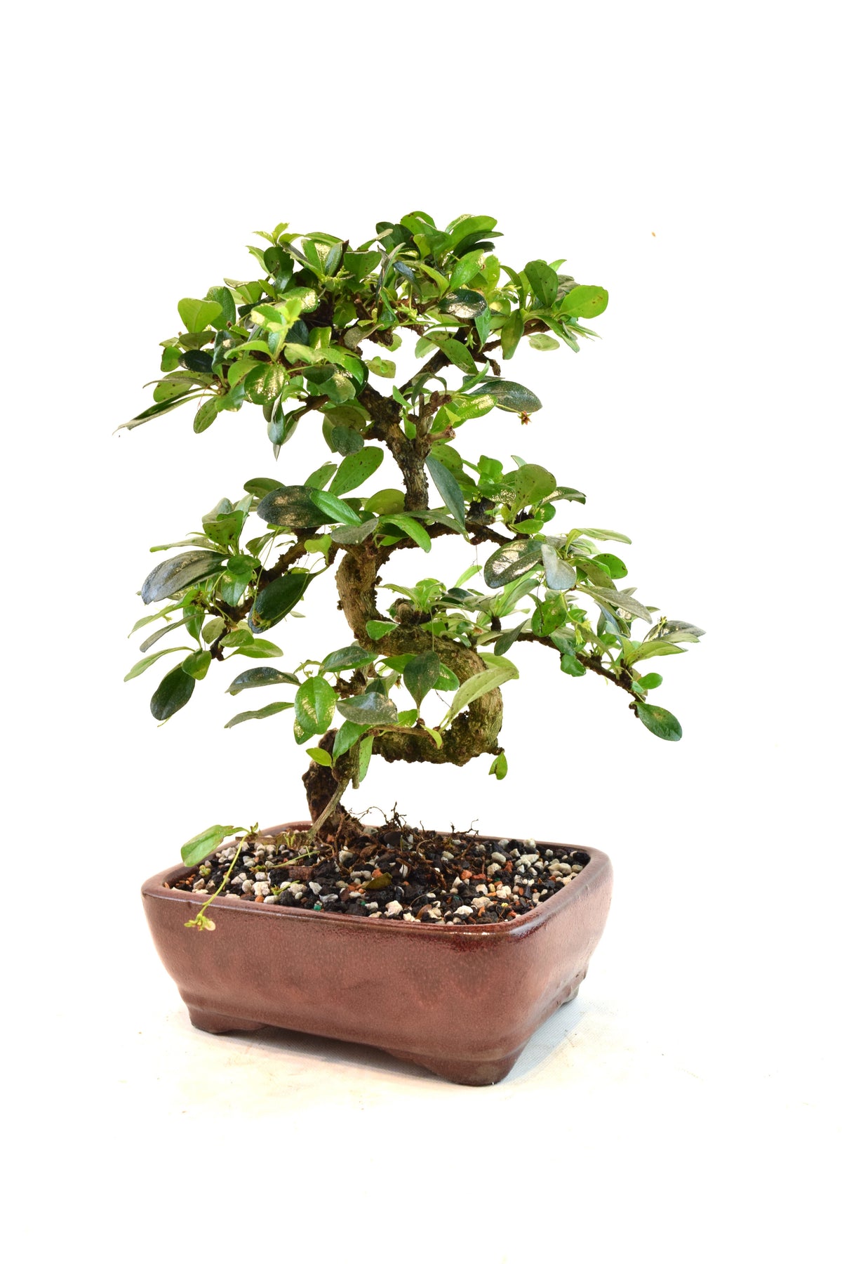 Fukien Tea Bonsai Ceramic 7" Pot - One of a Kind Bonsai