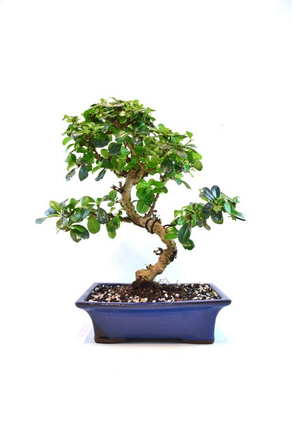 Fukien Tea Bonsai Ceramic 8" Pot - One of a Kind Bonsai