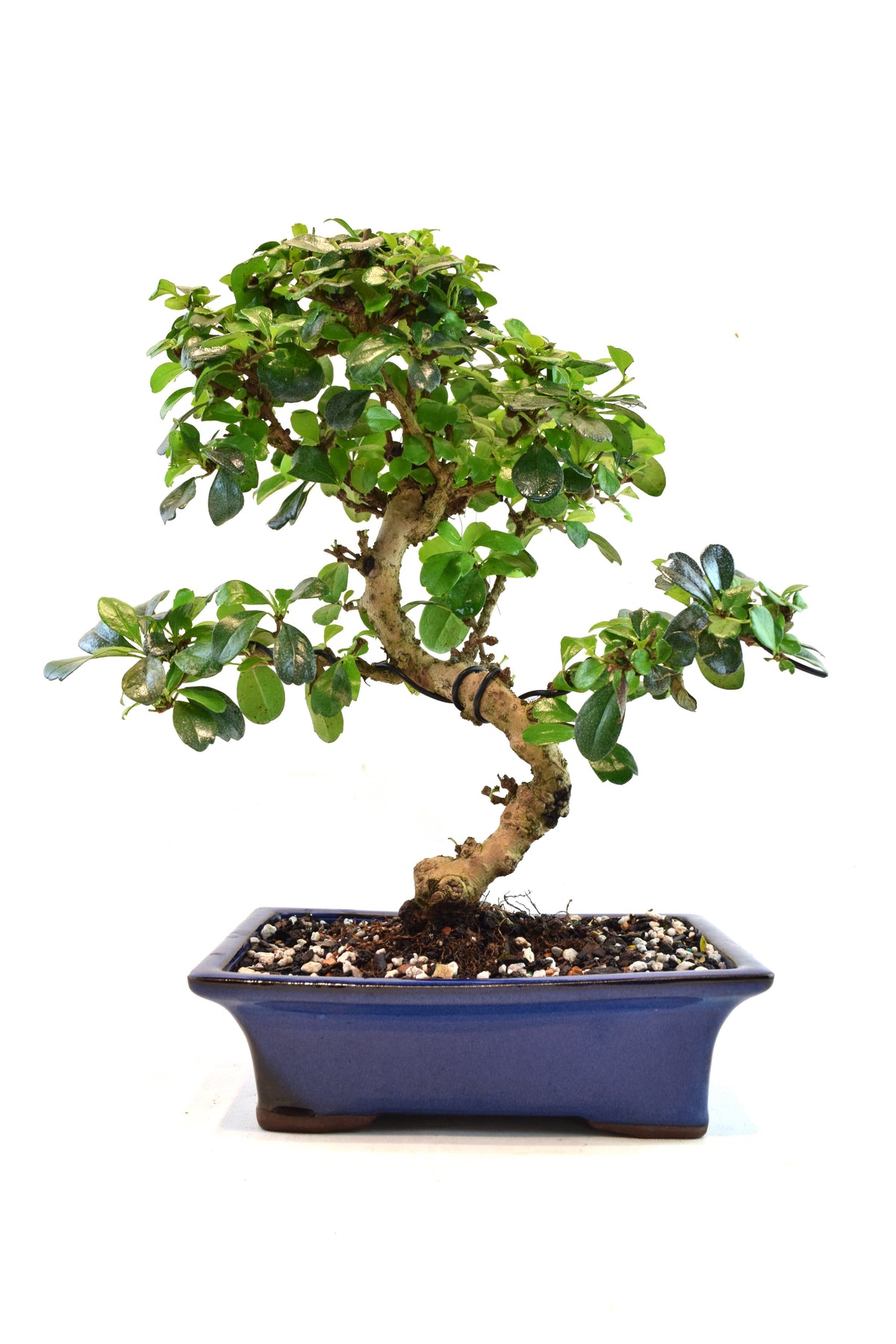 Fukien Tea Bonsai Ceramic 8" Pot - One of a Kind Bonsai