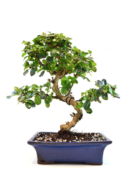 Fukien Tea Bonsai Ceramic 8" Pot - One of a Kind Bonsai