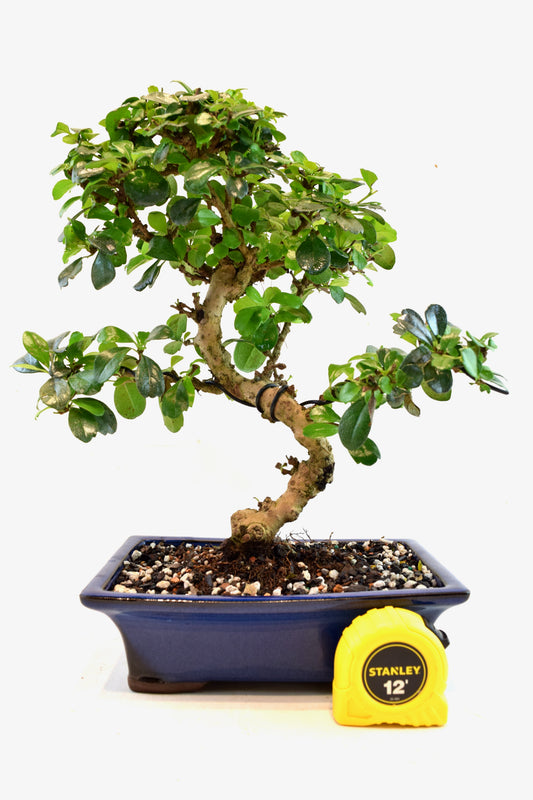 Fukien Tea Bonsai Ceramic 8" Pot - One of a Kind Bonsai