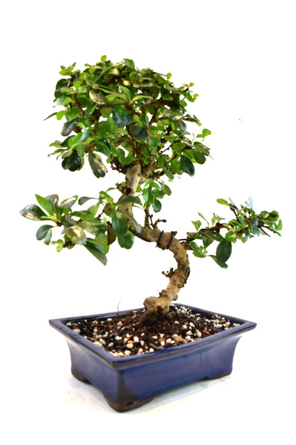 Fukien Tea Bonsai Ceramic 8" Pot - One of a Kind Bonsai