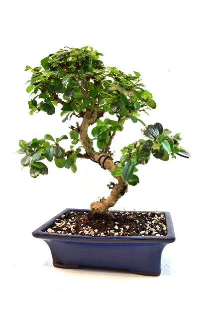 Fukien Tea Bonsai Ceramic 8" Pot - One of a Kind Bonsai