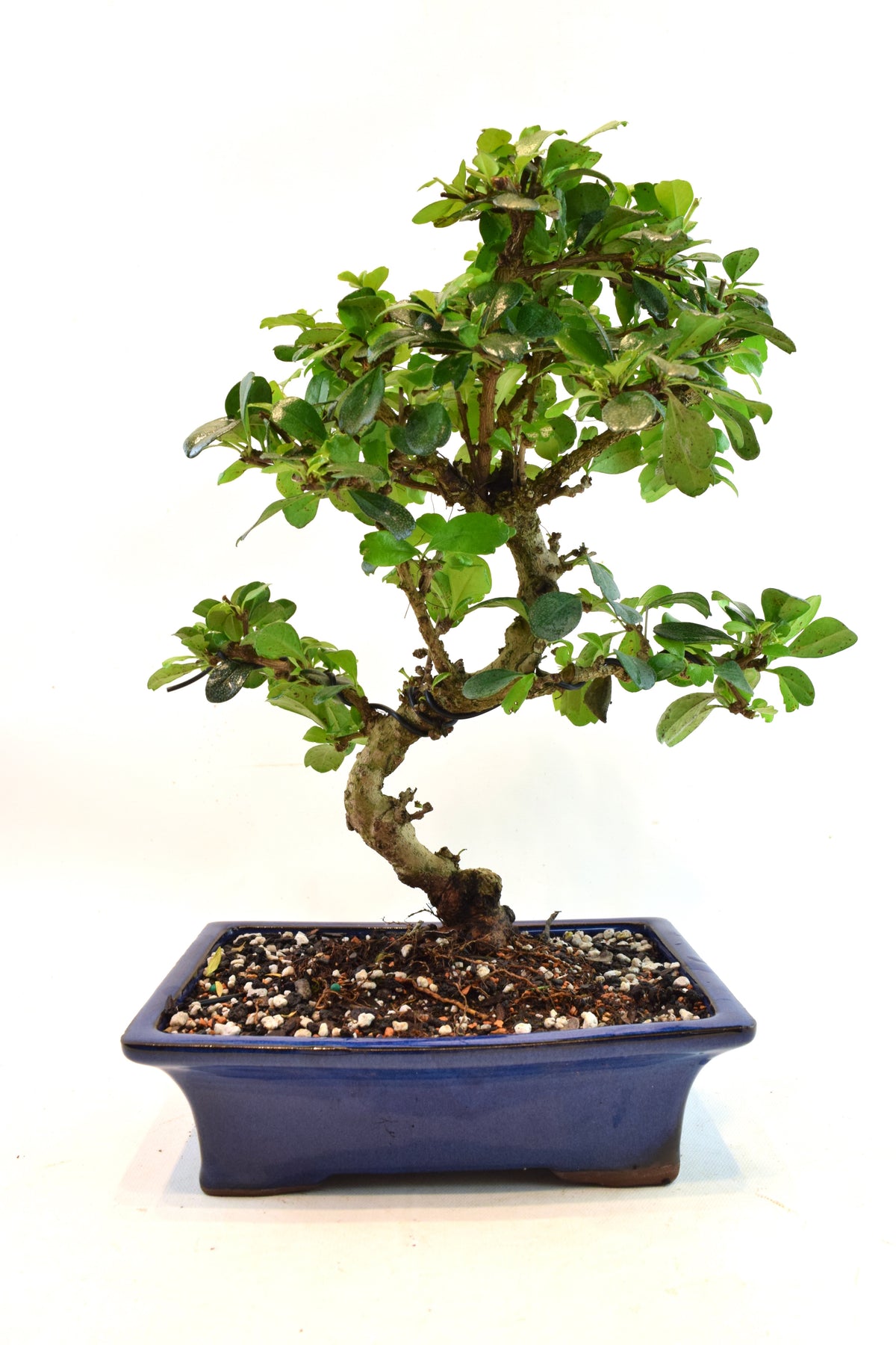 Fukien Tea Bonsai Ceramic 8" Pot - One of a Kind Bonsai