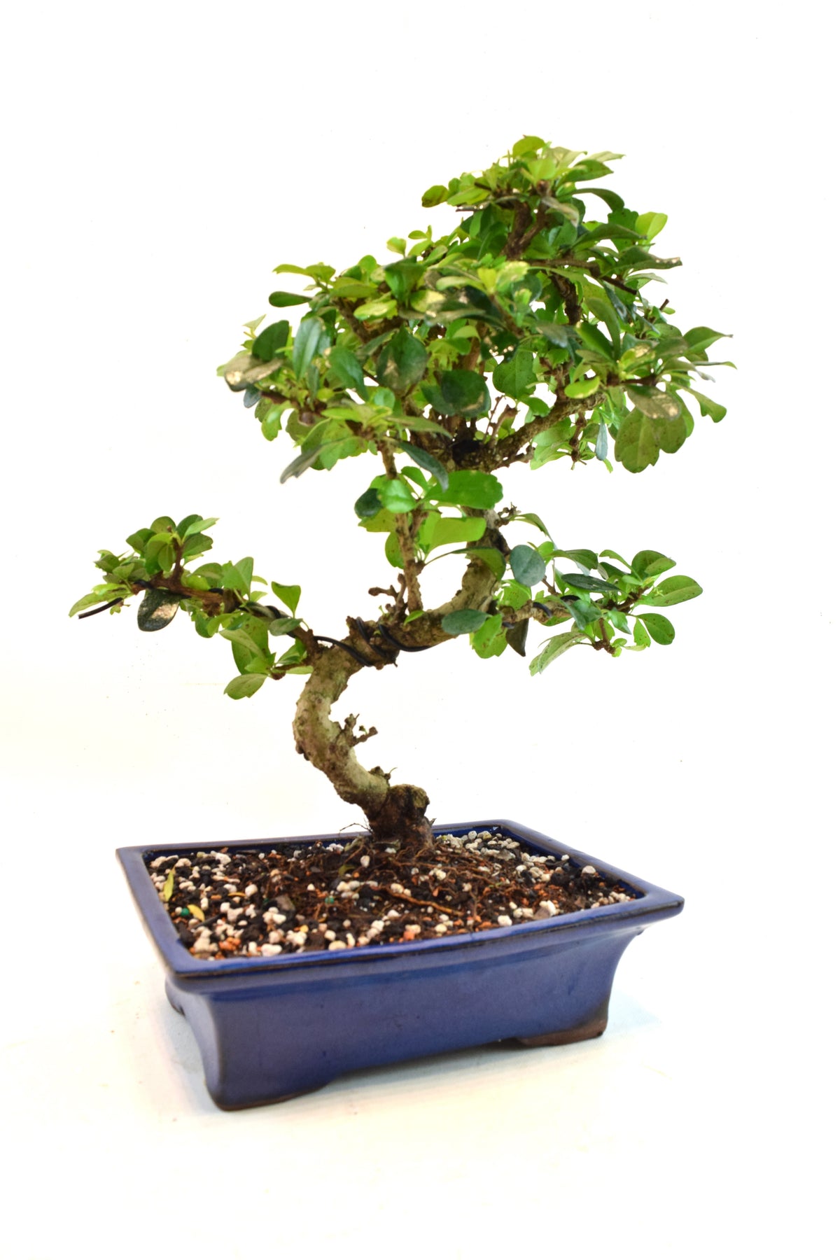 Fukien Tea Bonsai Ceramic 8" Pot - One of a Kind Bonsai