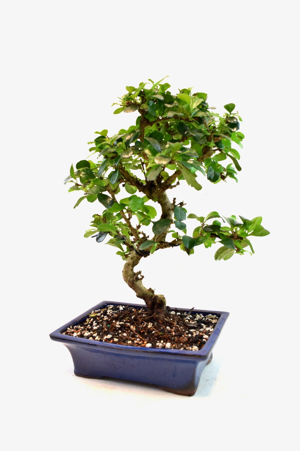 Fukien Tea Bonsai Ceramic 8" Pot - One of a Kind Bonsai