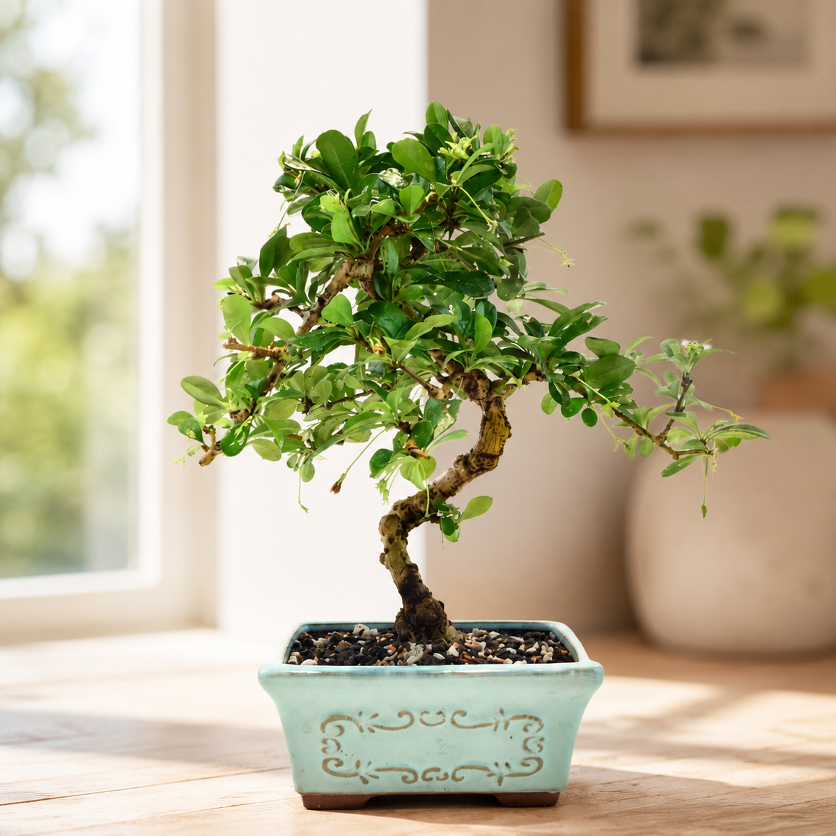 Fukien Tea Bonsai Ceramic 6" Pot - One of a Kind Bonsai