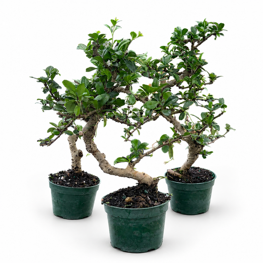Fukien Tea Import Styled in 4"Pot - Pre-Bonsai
