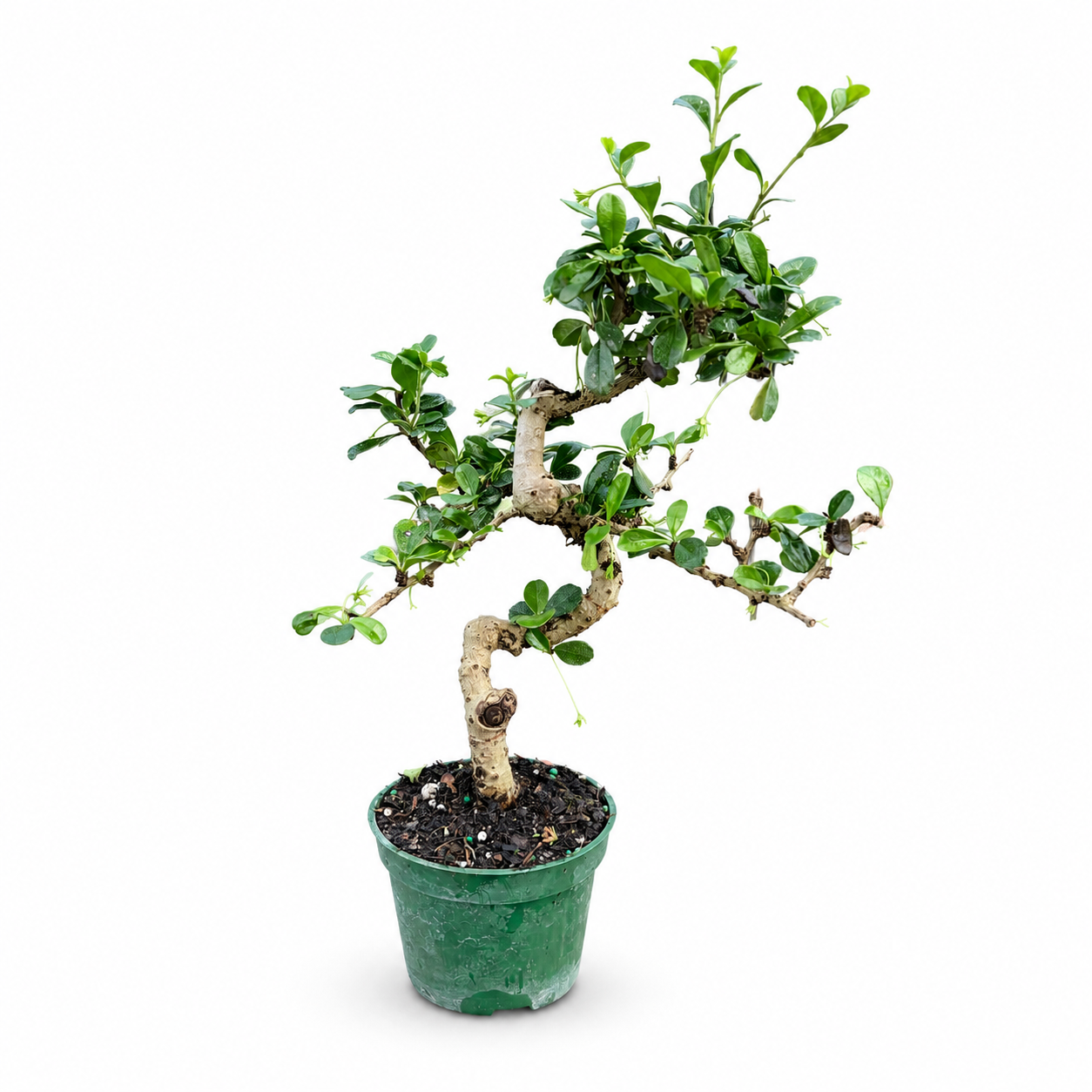 Fukien Tea Import Styled in 4"Pot - Pre-Bonsai