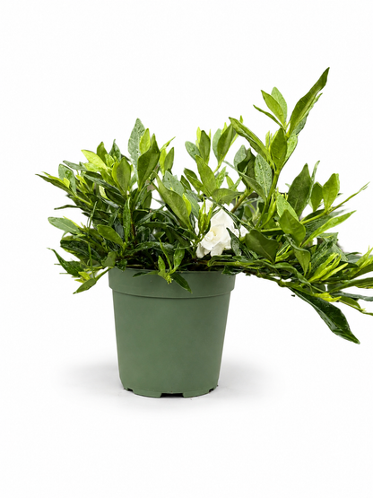 Gardenia Radicans Live Pre-Bonsai in 6" Pot