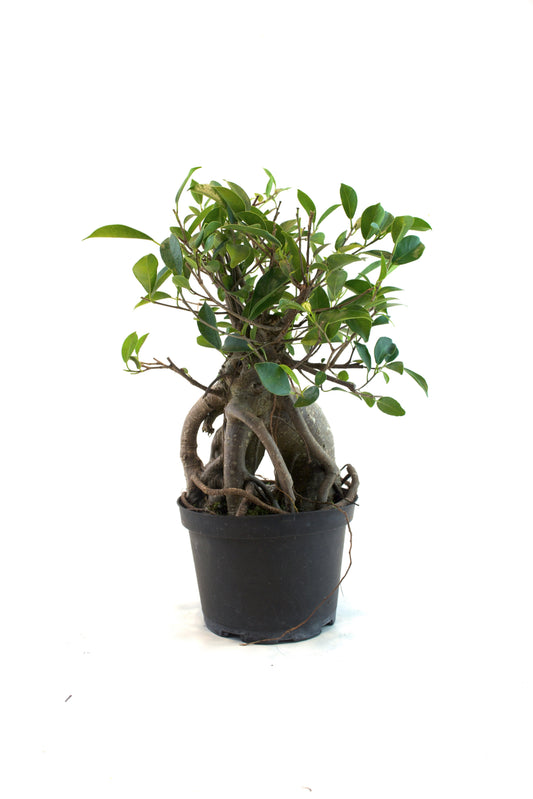 Ginseng Ficus Bonsai in 6" Pot - Pre Bonsai