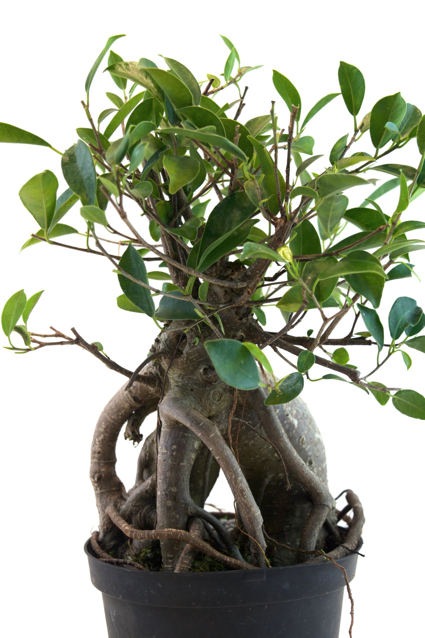Ginseng Ficus Bonsai in 6" Pot - Pre Bonsai