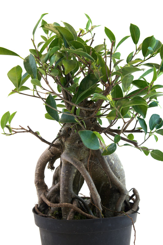 Ginseng Ficus Bonsai in 6" Pot - Pre Bonsai