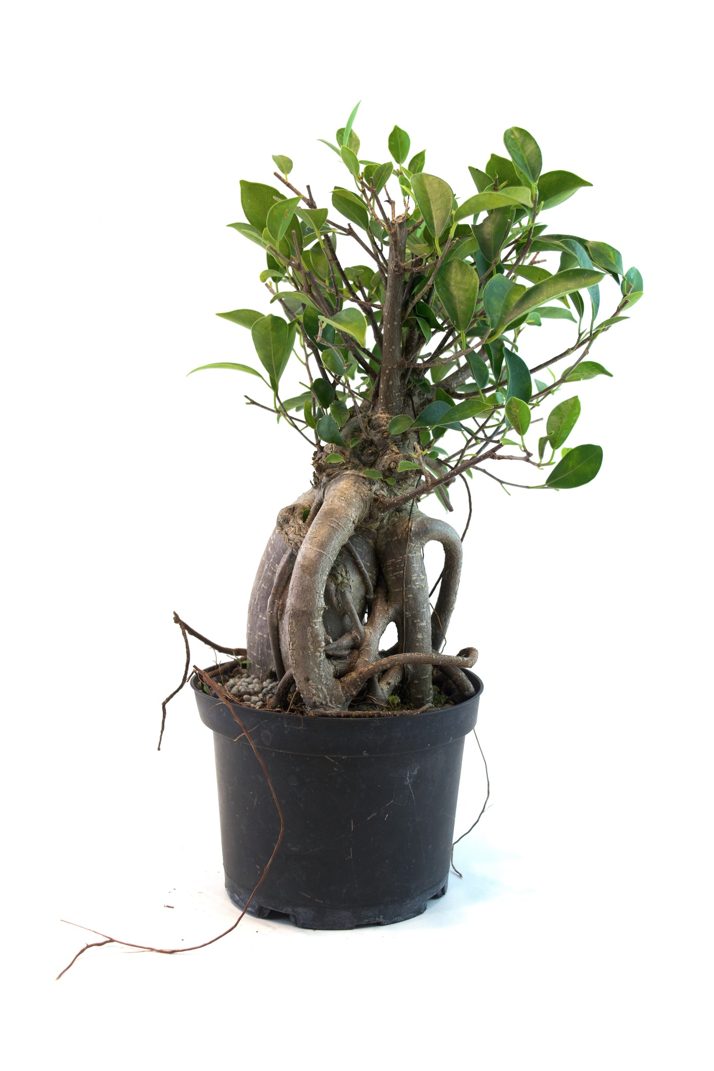 Ginseng Ficus Bonsai in 6" Pot - Pre Bonsai