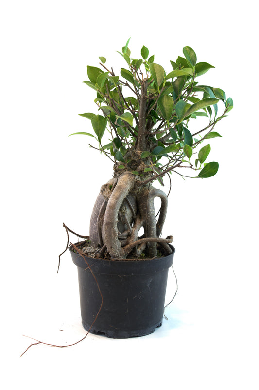 Ginseng Ficus Bonsai in 6" Pot - Pre Bonsai