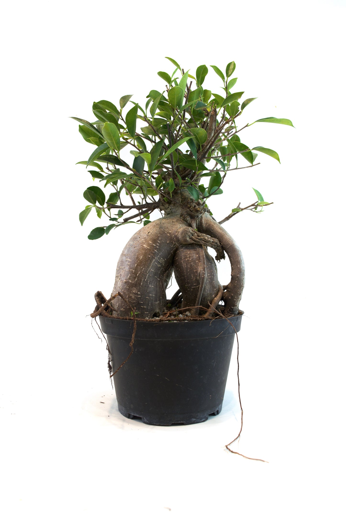 Ginseng Ficus Bonsai in 6" Pot - Pre Bonsai