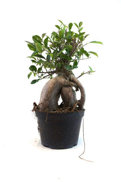 Ginseng Ficus Bonsai in 6" Pot - Pre Bonsai