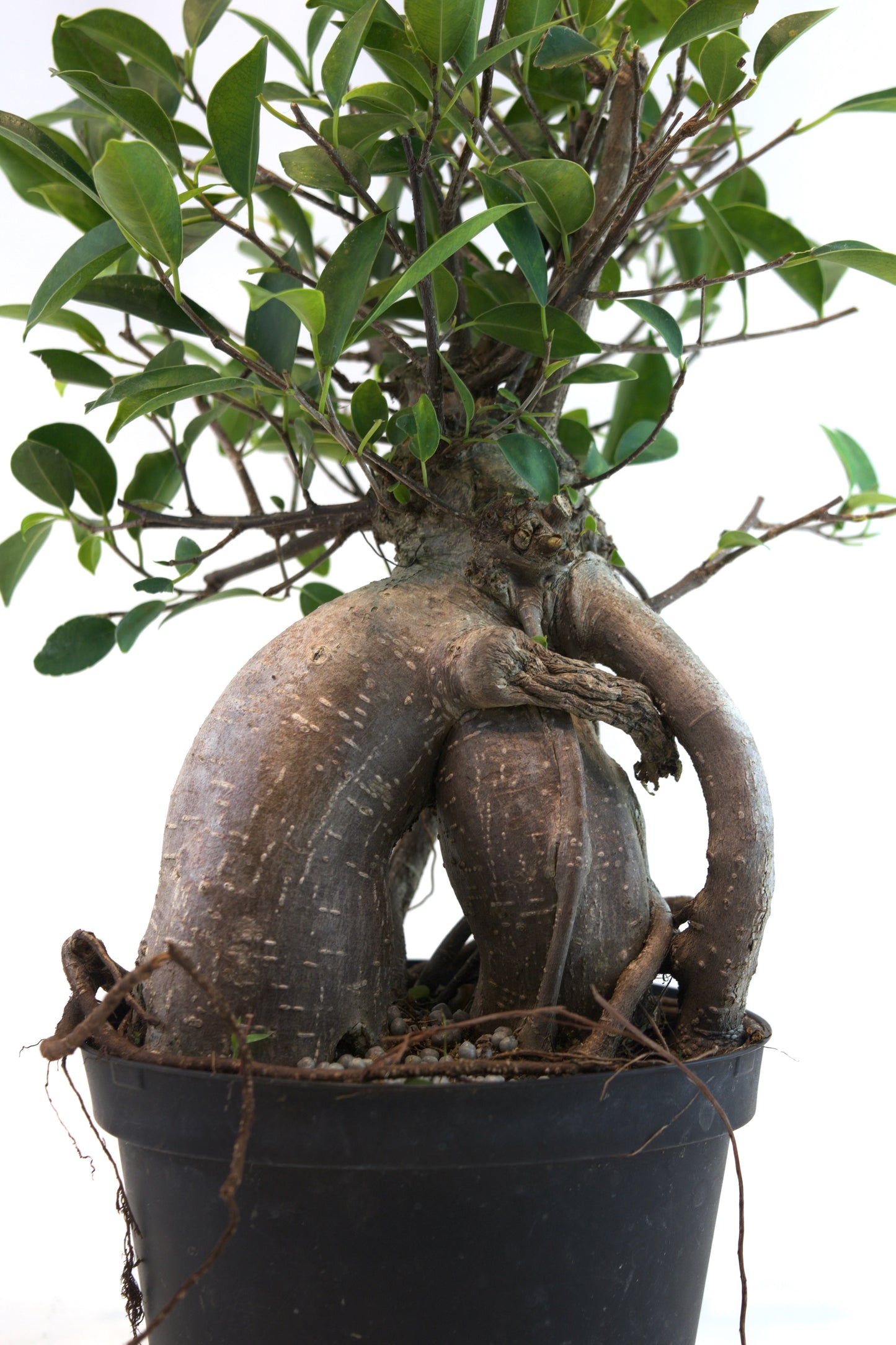 potatura bonsai ficus ginseng Green Island Ficus Bonsai