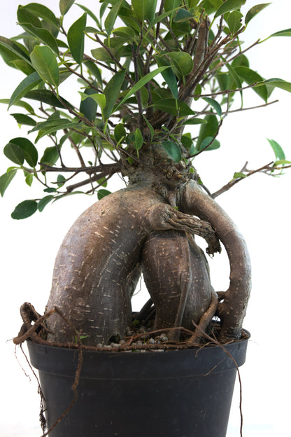 Ginseng Ficus Bonsai in 6" Pot - Pre Bonsai
