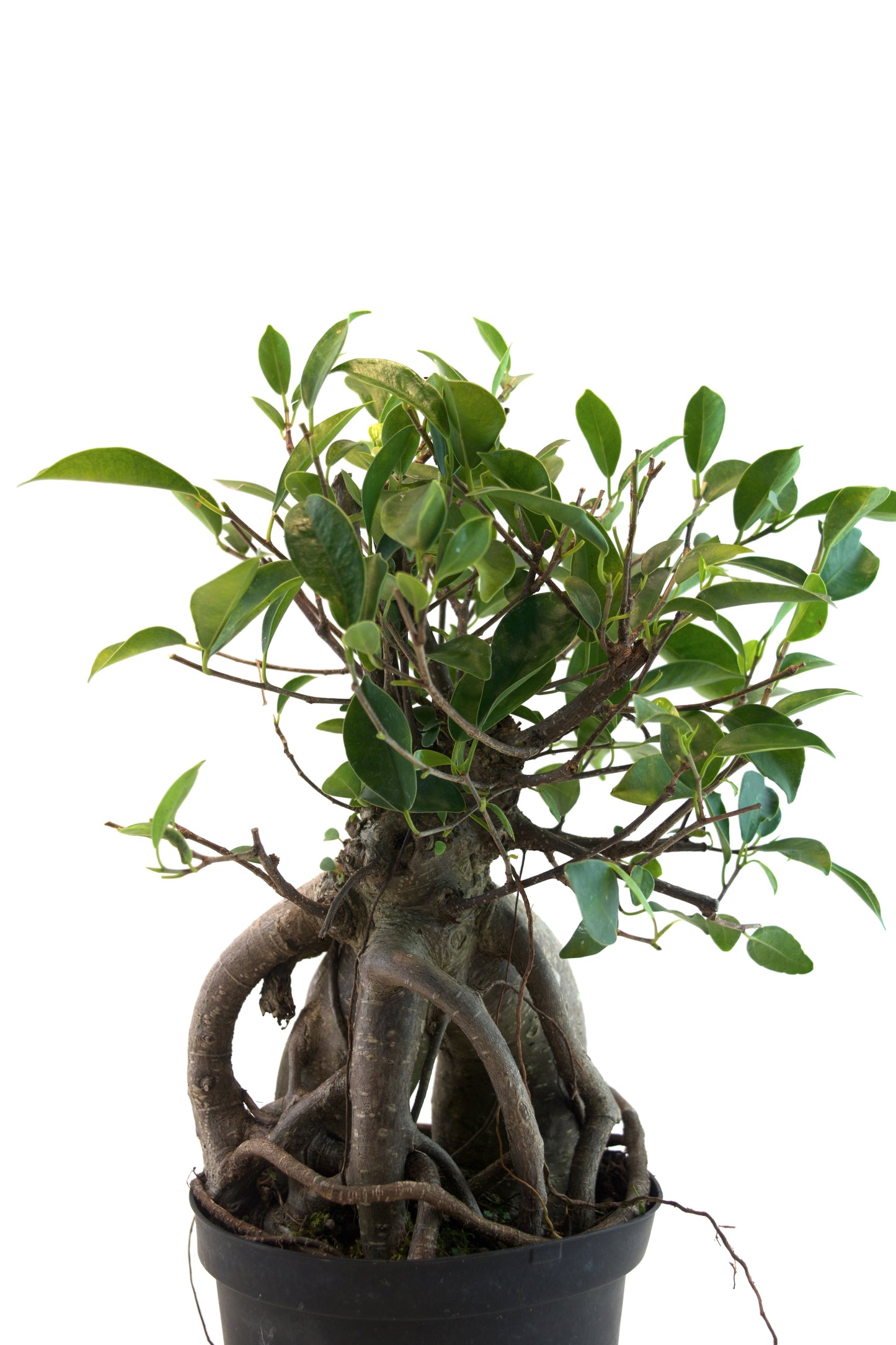 Ginseng Ficus Bonsai in 6" Pot - Pre Bonsai