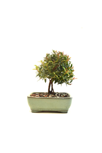 Global Brush Cherry Bonsai Ceramic 6" Pot - One of a Kind Bonsai