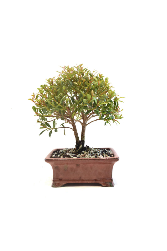 Global Brush Cherry Bonsai Ceramic 6" Pot - One of a Kind Bonsai